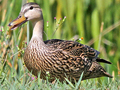 Mottled Duck